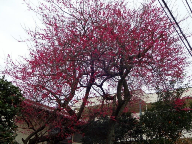 dsc07118-2-11