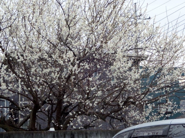 dsc07121-2-1